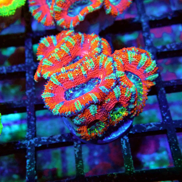 Acan Lord Coral Frag Ultra (3)