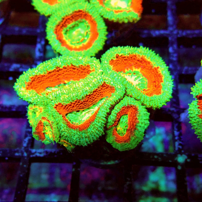 Acan Lord Coral Frag Ultra (1)