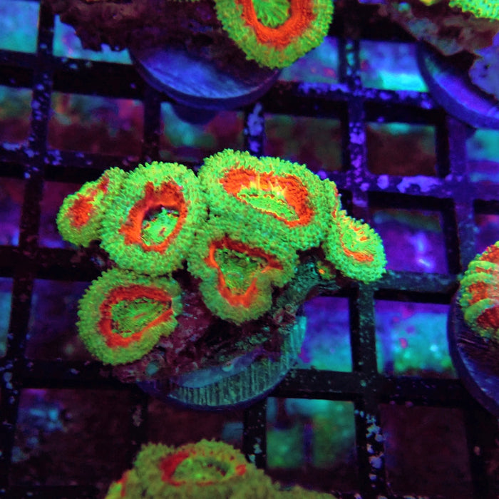 Acan Lord Coral Frag Ultra (1)