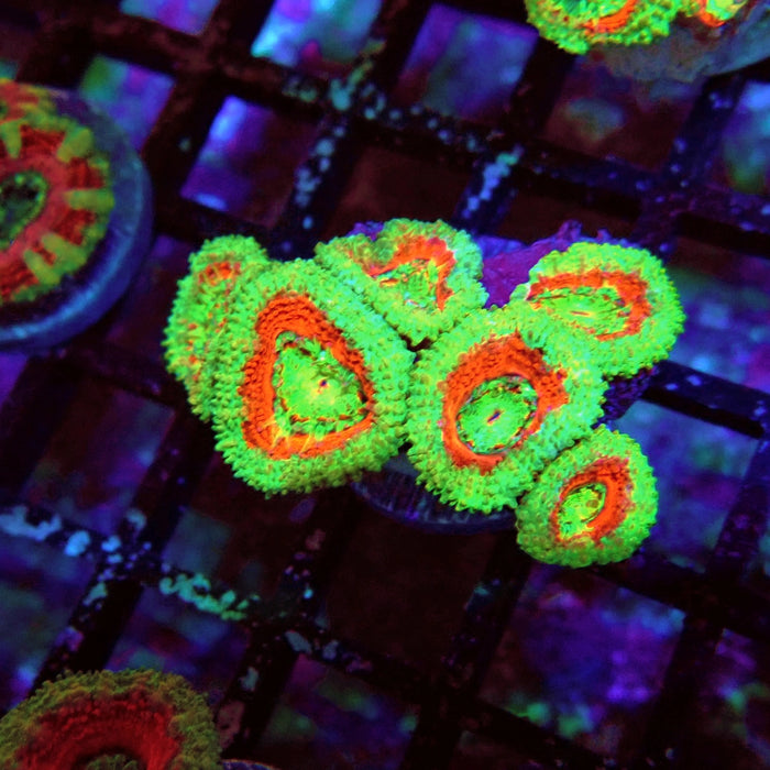 Acan Lord Coral Frag Ultra (1)