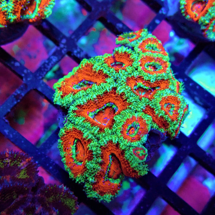 Acan Lord Coral Frag (9)