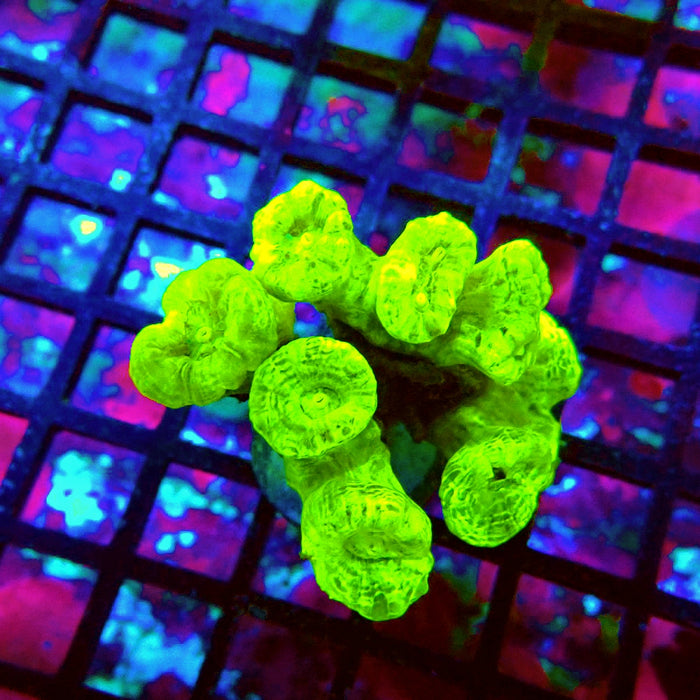 Candy Cane Premium Colony