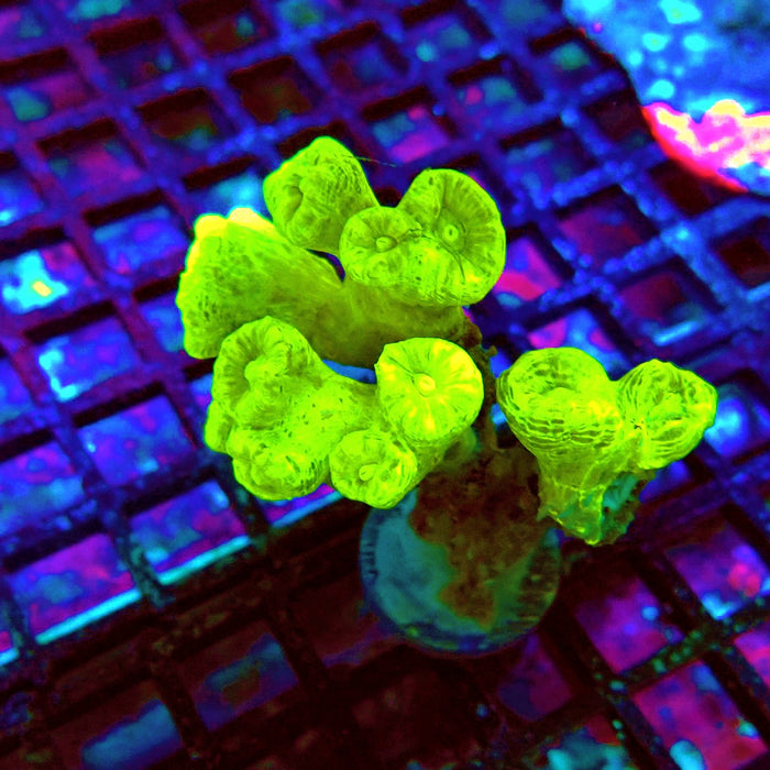 Candy Cane Premium Colony