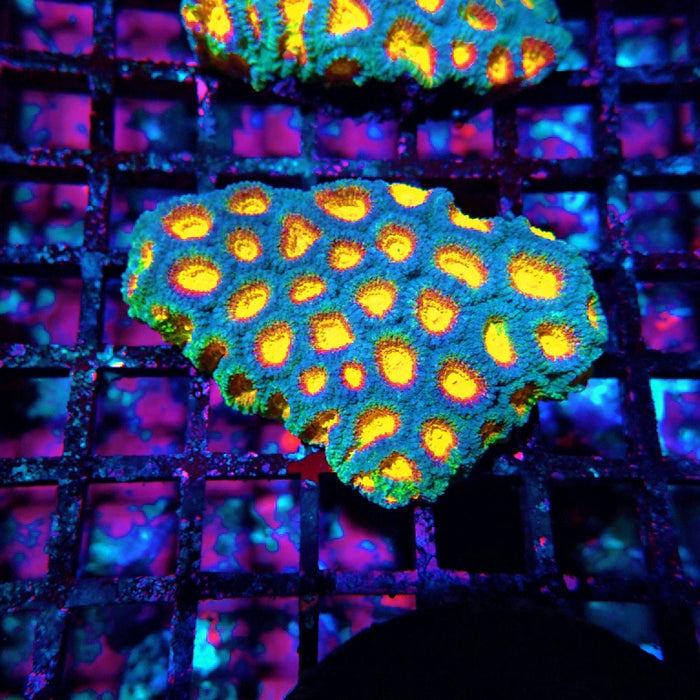 Favia Ultra Aquaculture