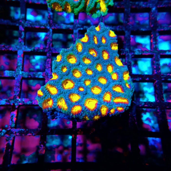 Favia Ultra Aquaculture