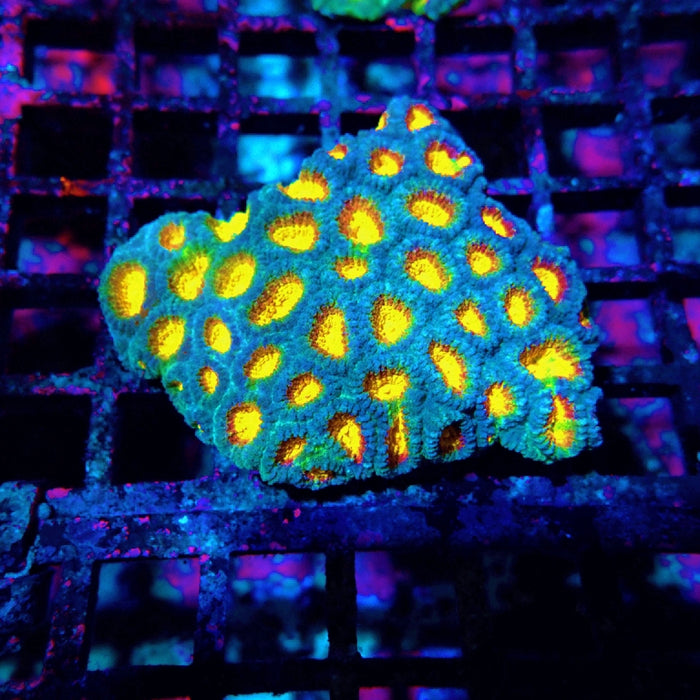 Favia Ultra Aquaculture