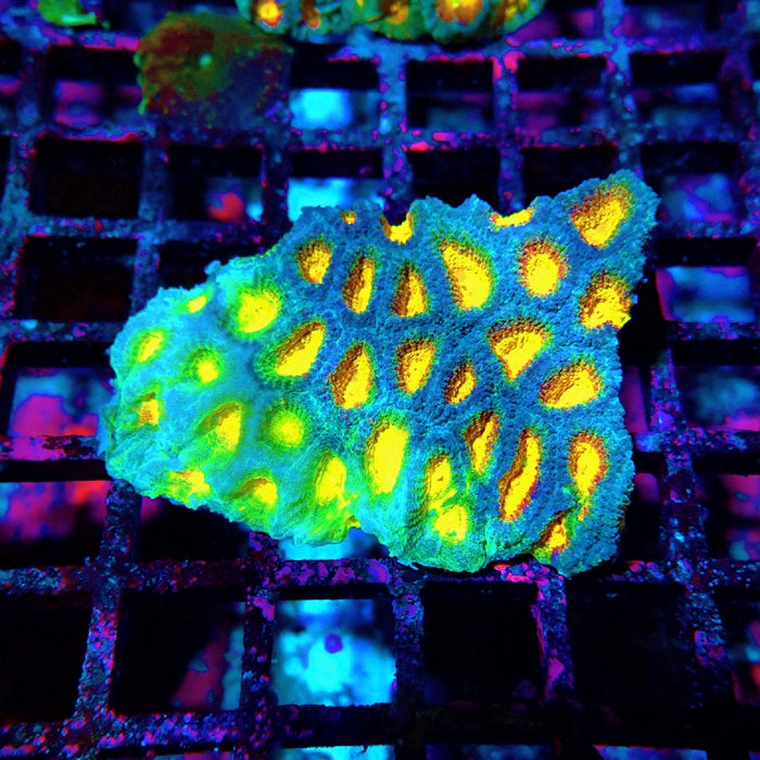 Favia Ultra Aquaculture