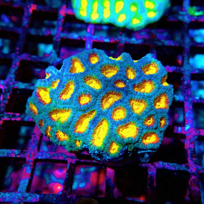 Favia Ultra Aquaculture