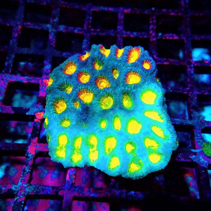 Favia Ultra Aquaculture
