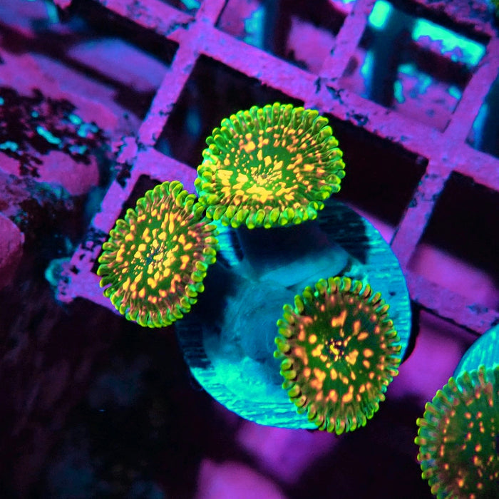 Ultra Zoas Frag
