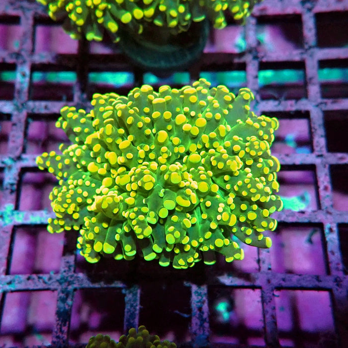 Yellow Frogspawn Euphyllia