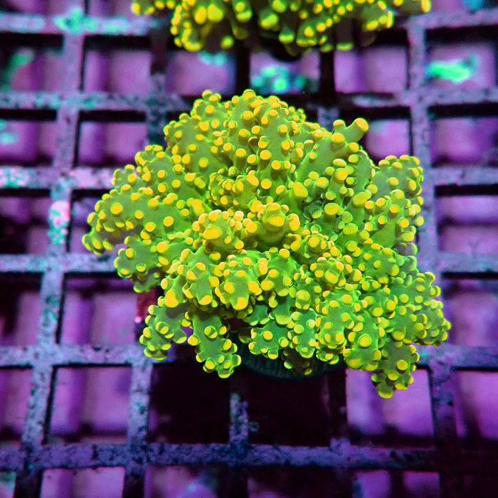 Yellow Frogspawn Euphyllia