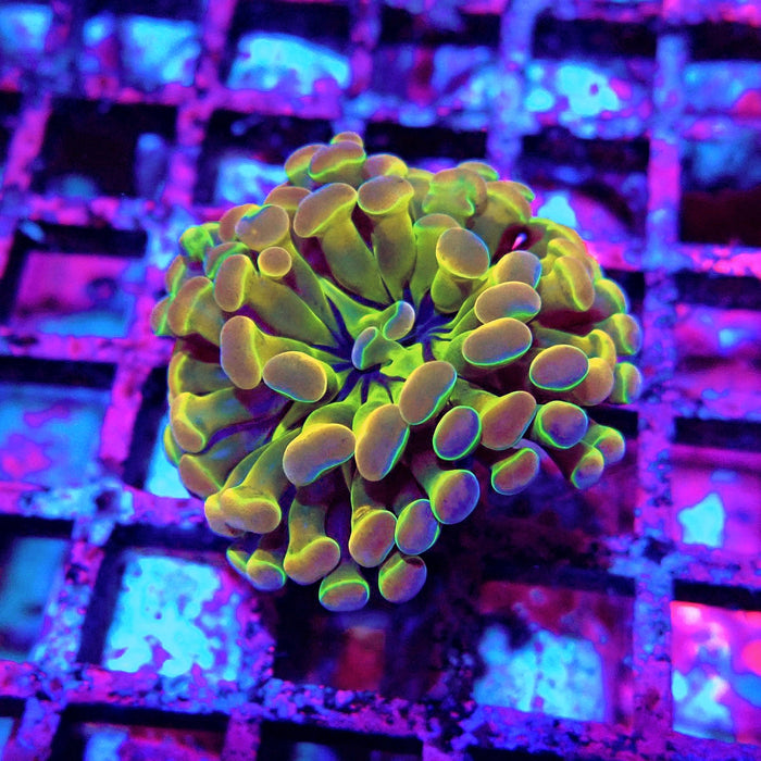 Premium Hologram Branch Hammer Euphyllia