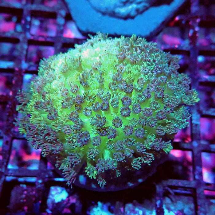 Goniopora Mini Colony