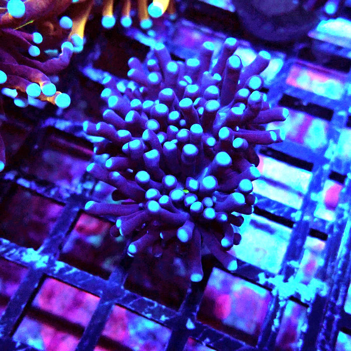 Black Torch Euphyllia