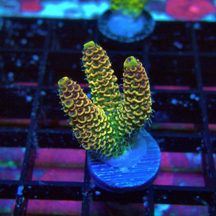 Gold Rainbow Mille