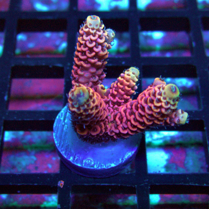 Pink Millepora
