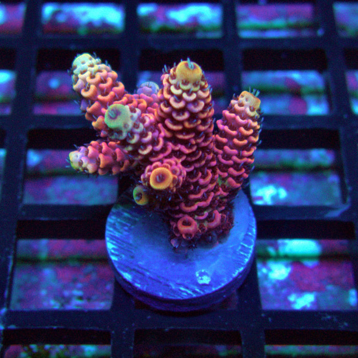Pink Millepora