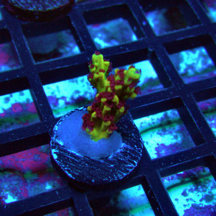 REx Xfinity Confetti Acro