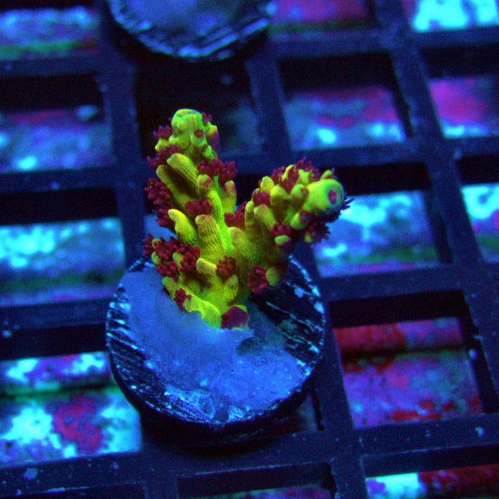 REx Xfinity Confetti Acro