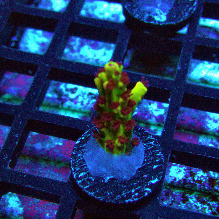 REx Xfinity Confetti Acro