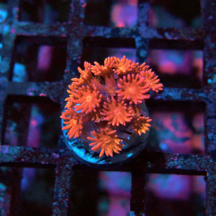 Goniopora Ultra Frag