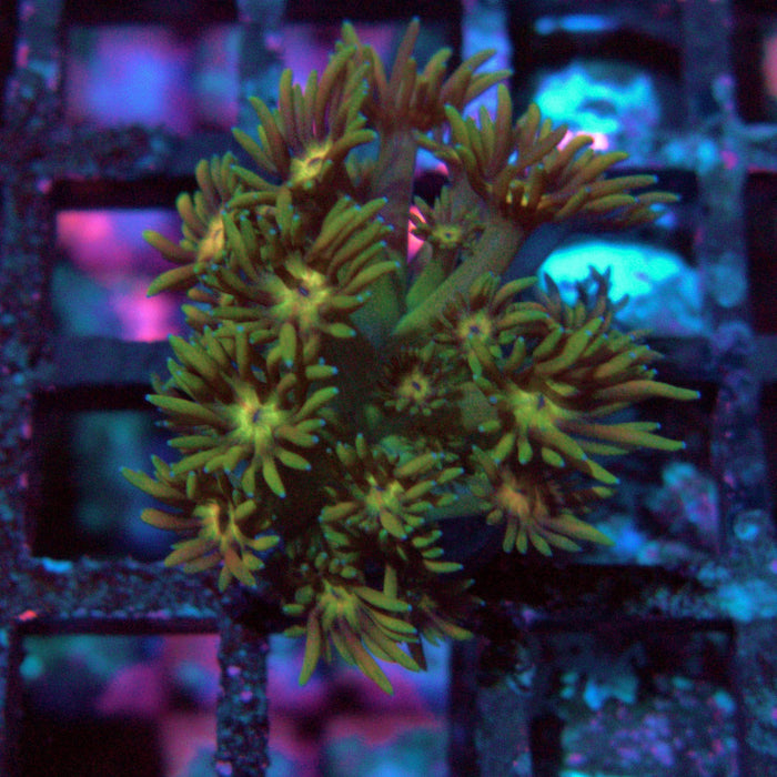 Goniopora Ultra Frag