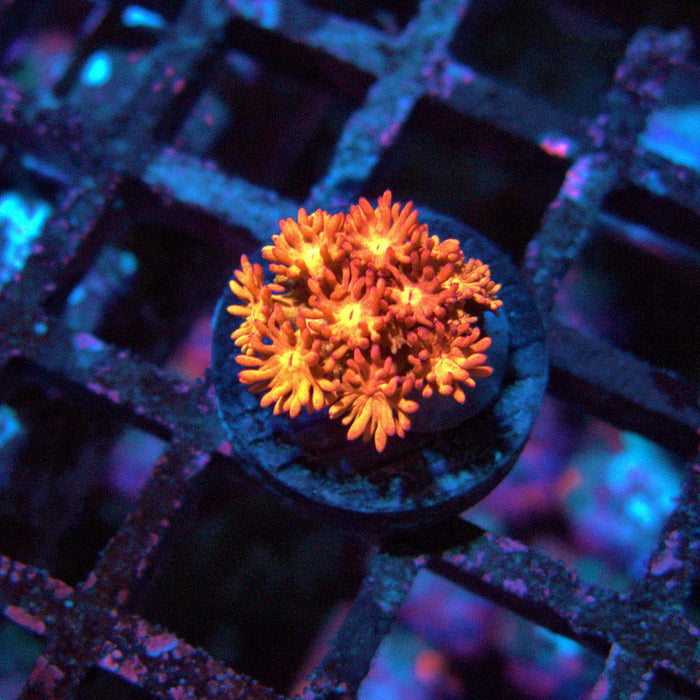 Goniopora Ultra Frag
