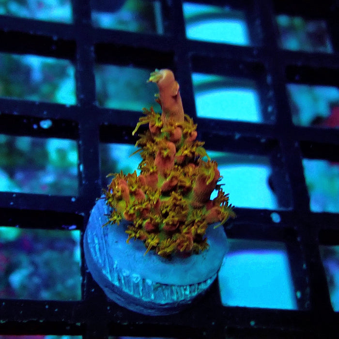 REx Celestial Fire Acro