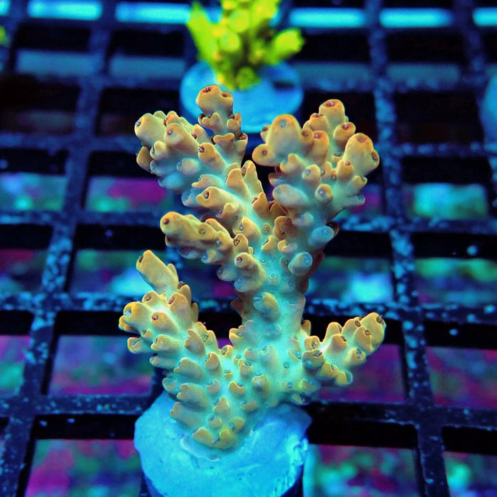 Orange Microclados Acro