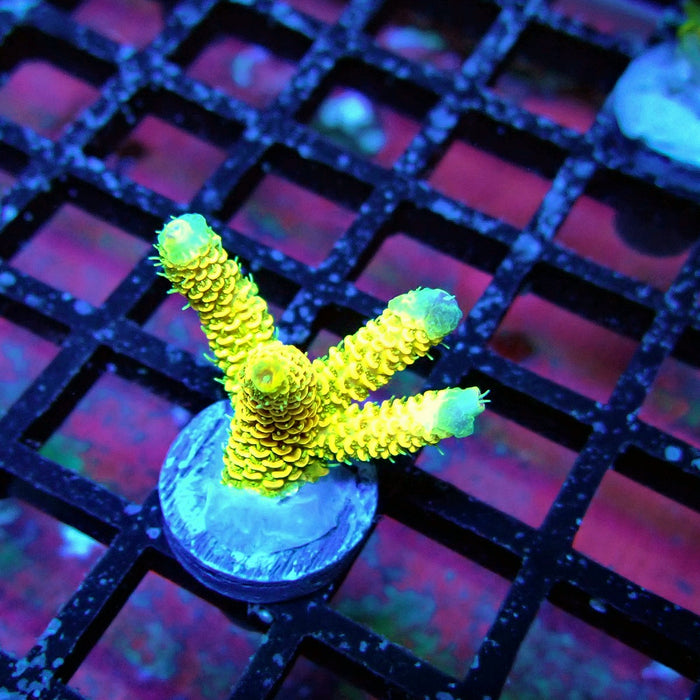 Sunset Millepora Acro