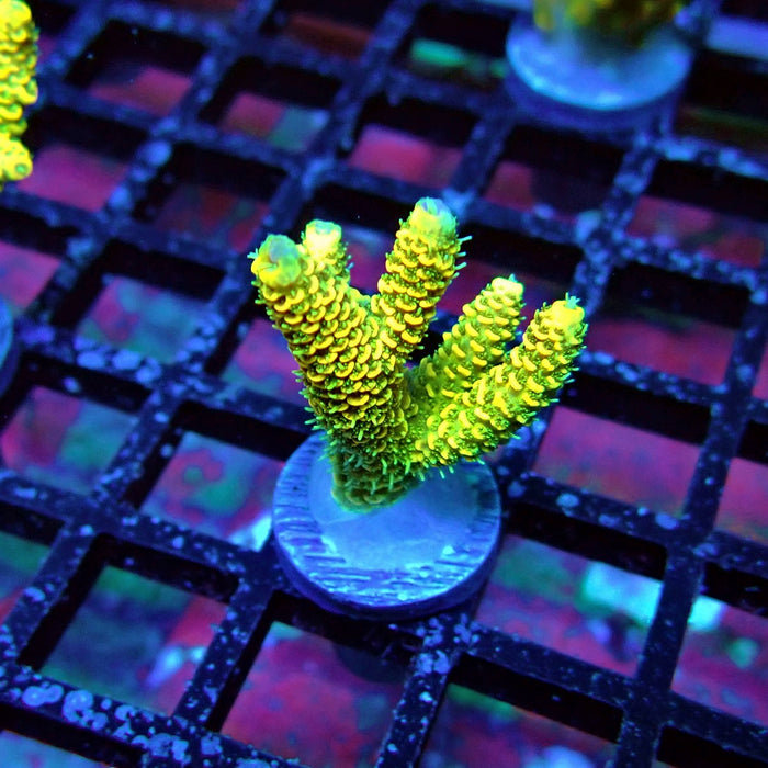 Sunset Millepora Acro