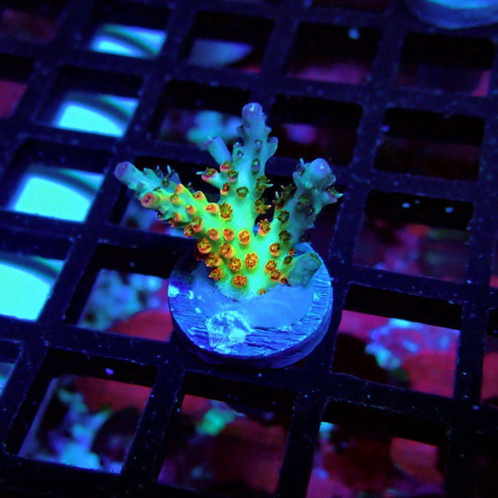 REx Red-Orange Firework Acro