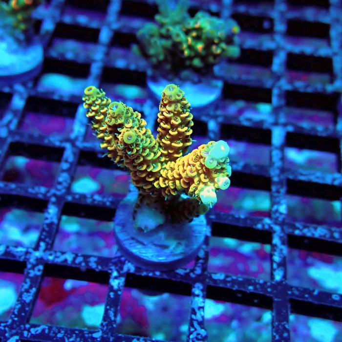 Rainbow Millepora Acro
