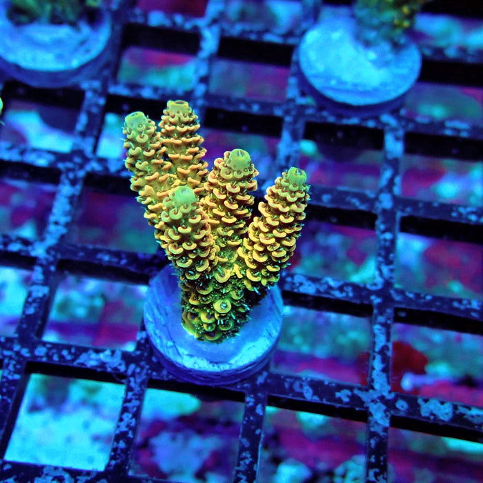 Rainbow Millepora Acro