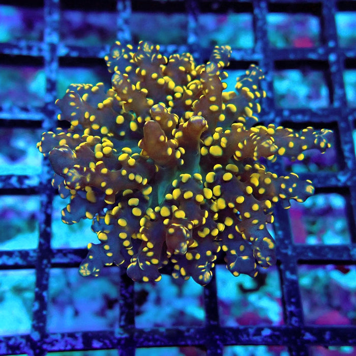 Yellow-Orange Octospawn Euphyllia