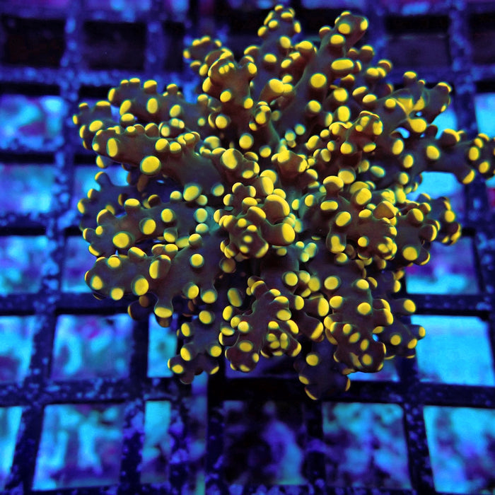 Yellow-Orange Octospawn Euphyllia