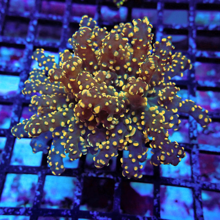 Orange Octospawn Euphyllia