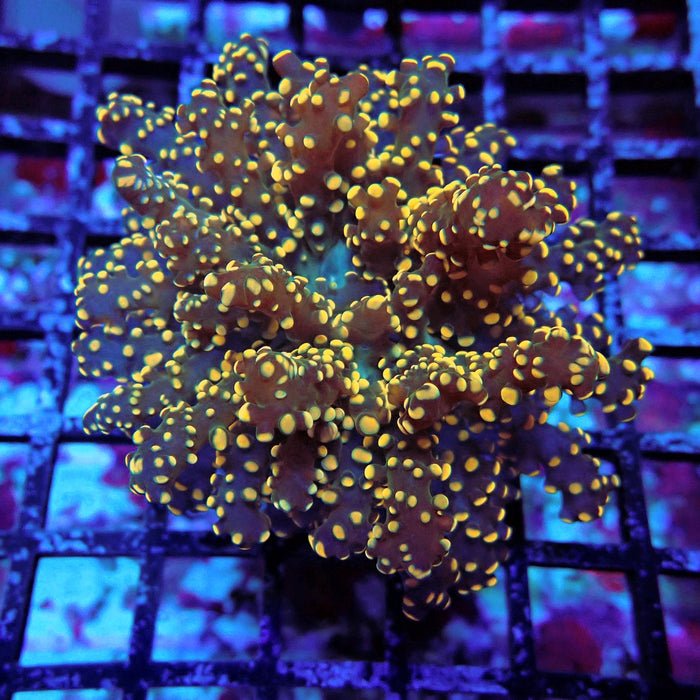 Orange Octospawn Euphyllia