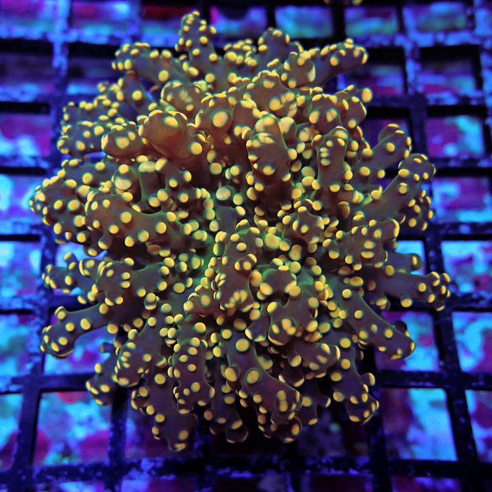 Orange Octospawn Euphyllia