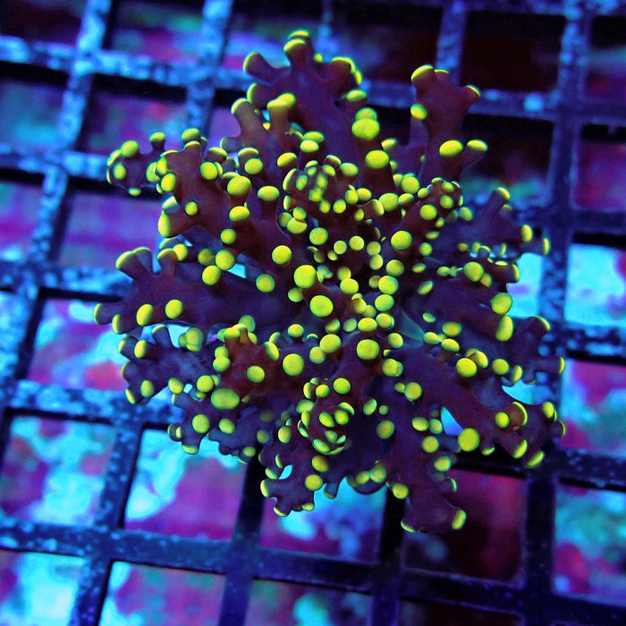 Yellow Octospawn Euphyllia