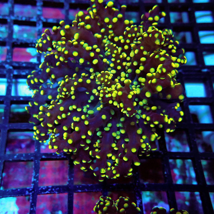 Yellow Octospawn Euphyllia