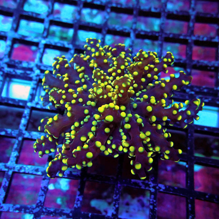 Yellow Octospawn Euphyllia