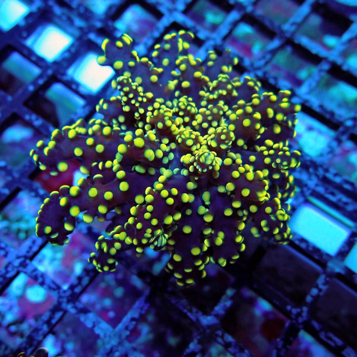 Yellow Octospawn Euphyllia