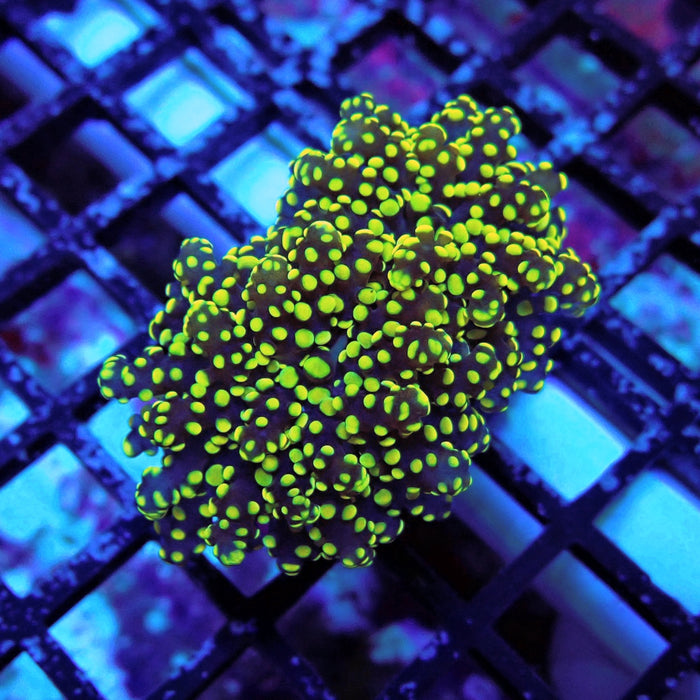 Yellow Octospawn Euphyllia