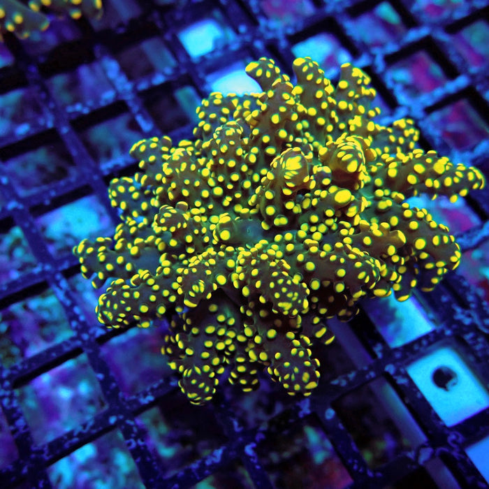 Yellow Octospawn Euphyllia