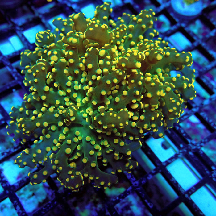 Yellow-Green Octospawn Euphyllia