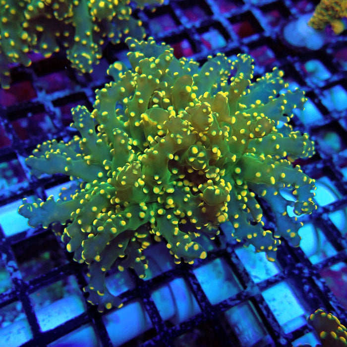 Yellow-Green Octospawn Euphyllia