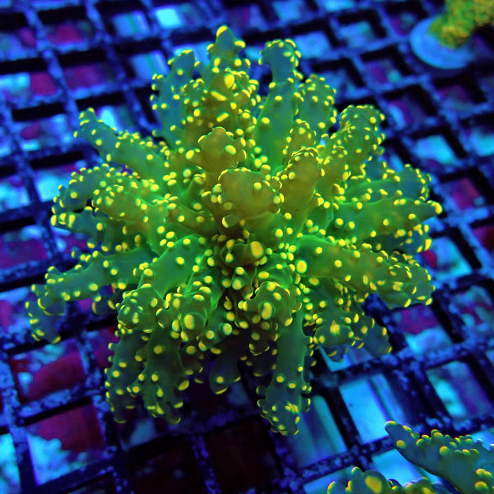 Yellow-Green Octospawn Euphyllia