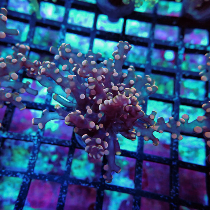 Pink Contrast Octospawn Euphyllia